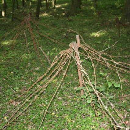Ligne_Maginot_dans_les_bois_de_Cattenom_GF_ IMG_8263